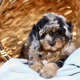 Aussiedoodles, Goldendoodles, and Poodles from High Point Poodles and Doodles