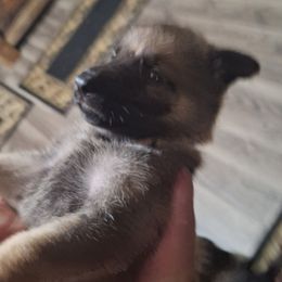 Boy 2 - Black and tan male German Shepherd puppy in Oconomowoc, Wisconsin from Vom Haus Borchardt GSD Kennels