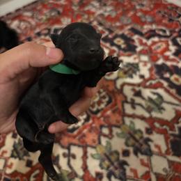 Brody - Black male Scottish Terrier puppy in Stanford, Kentucky from Bluegrass Scottish Terriers