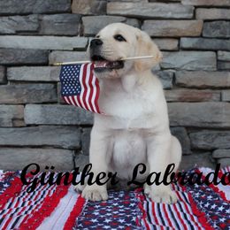 Labrador Retriever Puppies from Günther Labradors