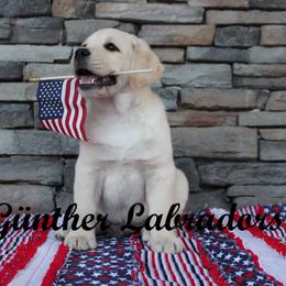 Labrador Retriever Puppies from Günther Labradors