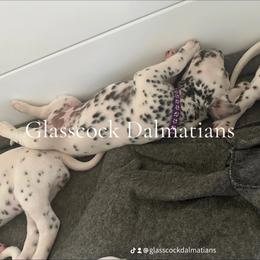 Dalmatian Puppies from Glasscock Dalmatians