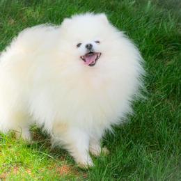 Eli - White male Pomeranian puppy in Bremen, Indiana from AMS Pomeranians and Pomskies in Indiana