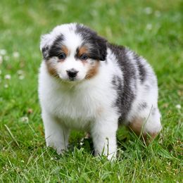 Boy 2 - Blue merle male Australian Shepherd puppy in Plymouth County, Massachusetts from Clover Creek Aussies
