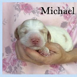 Michael - Caramel cream male Australian Labradoodle puppy in Gladstone, Oregon from Beaver State Labradoodles
