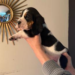 Addie - Black brown and white female Basset Hound puppy in Cadillac, Michigan from Garrow Danes House of Blues