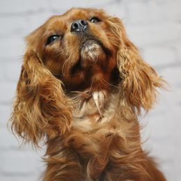 Cavachons, Cavalier King Charles Spaniels, Cavapoos, and Goldendoodles from Manoka's Honeybee