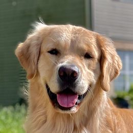Finn - Golden Retriever