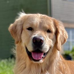 Finn - Golden Retriever