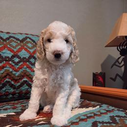Honey - Cream female Poodle puppy in Casa Grande, Arizona from Arizona's Once Upon A Boston and Poodle ❤️