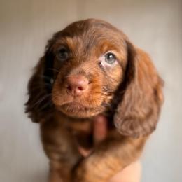 Ginger snap - Chocolate male Dachshund puppy in New Mexico from Zia Trail Doxies