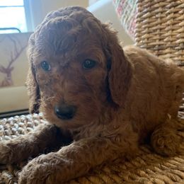 Poodles from Barren Bluff Kennels