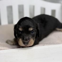 Nova - Black and cream female Dachshund puppy in Goodyear, Arizona from D&C Royal Dachshunds LLC