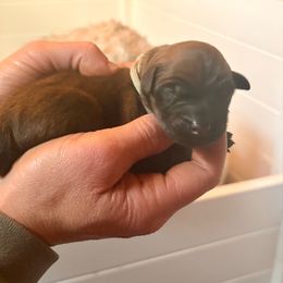 Boy 6 - Wheaten male Soft Coated Wheaten Terrier puppy in Fowler, Ohio from Warzalas wheatens