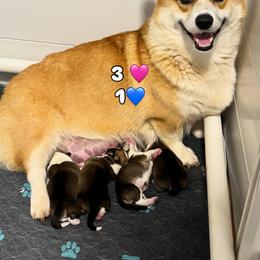 Rosie - Red female Pembroke Welsh Corgi puppy in Boones Mill, Virginia from Cahas Corgis of Virginia