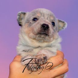 Norman - Blue speckled male Australian Cattle Dog puppy in Fairview, Oklahoma from Flying D Kennels