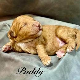 Paddy - Red  male Goldendoodle puppy in Gilbert, Arizona from Gilbert Az Doodles