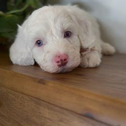 Blanton - Parti male Goldendoodle puppy in Queen Creek, Arizona from Sunny Doodles