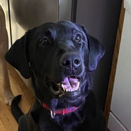 Remi - Labrador Retriever