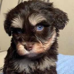 Molly - Liver female Miniature Schnauzer puppy in Mc Allen, Texas from True Love Schnauzers