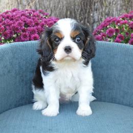 William - Tri-color male Cavalier King Charles Spaniel puppy in Resaca, Georgia from Freeman's Royal Cavaliers
