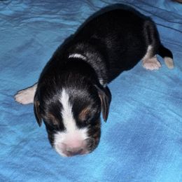 Eddie - Black white and brown male Basset Hound puppy in Inman, Nebraska from Sandhill Hounds of Nebraska