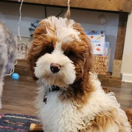 Ellie - Cockapoo