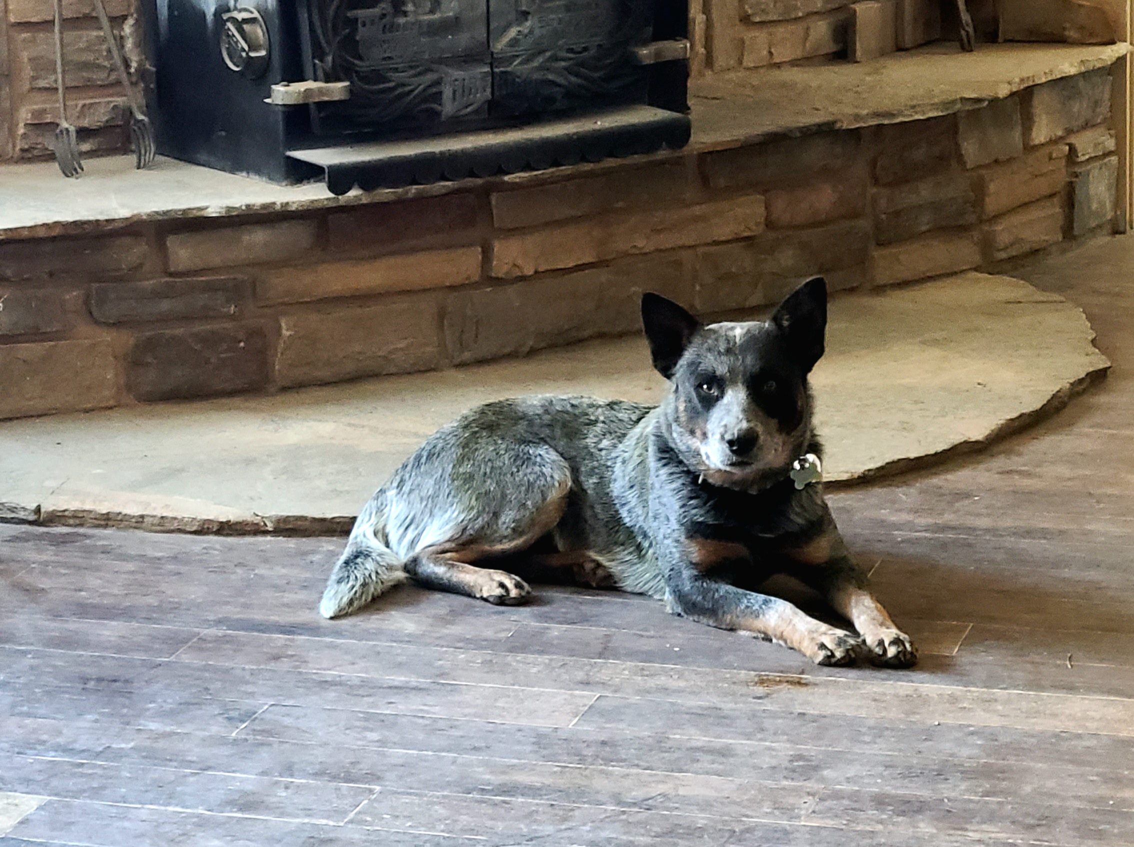 Runic - Australian Cattle Dog