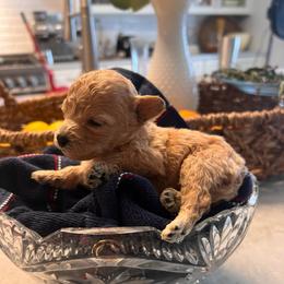 Poppy - female Cavapoochon puppy in Fairmont, West Virginia from Robin Nelson