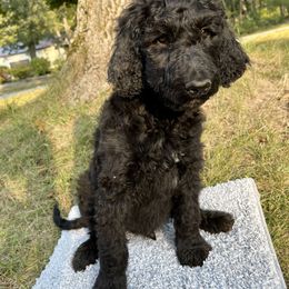 Boy 1 - Goldendoodle puppy in Indian River, Michigan from Sturgeon River Doodles
