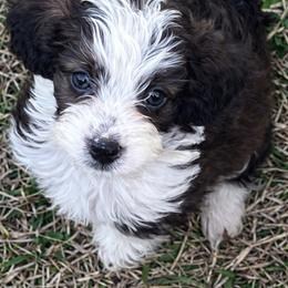 Hazel - female Aussiedoodle puppy in Louisville, Mississippi from Kristy’s Kennels