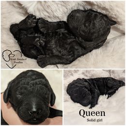 Poodle Puppies from Kvali Standard Poodles