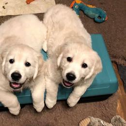 Golden Retriever Puppies from Texas TLC Goldens