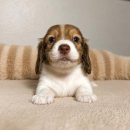 Haley - Piebald female Dachshund puppy in Gold Canyon, Arizona from Silverking Kennels