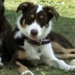 Border Collies from Cheryl Renwick Border Collies