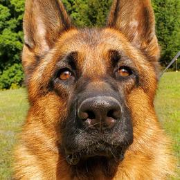 Duke - German Shepherd