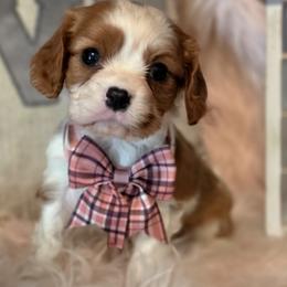 Cavalier King Charles Spaniel puppies from Puppyloversplace