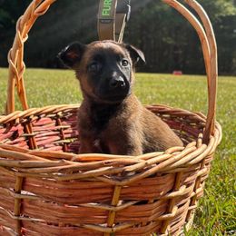 Favor- lime green - Fawn sable female Belgian Malinois puppy in North Carolina from Furia Ignis Belgian Malinois