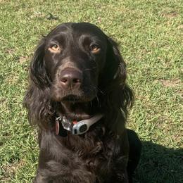 Boykin Spaniels from Sullivan Bully Ranch