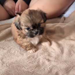 Elvis - Tricolor male Shih Tzu puppy in Frederick, Maryland from Shih Tzu Puppy in Maryland