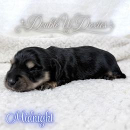 Midnight - Black and cream male Dachshund puppy in Alto, Texas from Double W Doxies