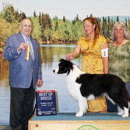 Border Collie All Grown Up from Embrace Border Collies
