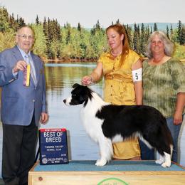 Border Collie All Grown Up from Embrace Border Collies