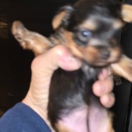 Queeny - Blue and gold female Yorkshire Terrier puppy in Yucca Valley, California from Deborah Punjak's Yorkshire Terriers