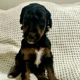 Copper - Phantom male Poodle puppy in Travelers Rest, South Carolina from Cotton Top