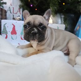 French Bulldog Puppies from Electric City Frenchies