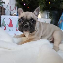 French Bulldog Puppies from Electric City Frenchies