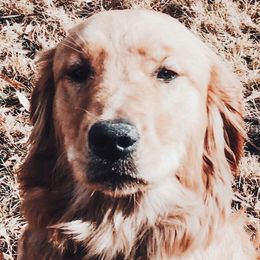 Fawn - Golden Retriever