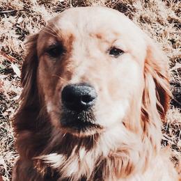 Fawn - Golden Retriever