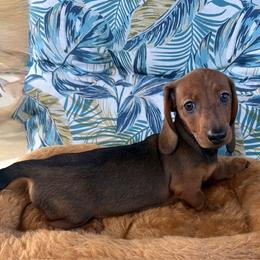 Star - Red female Dachshund puppy in Winton, California from Lashunds Miniature Dachshunds
